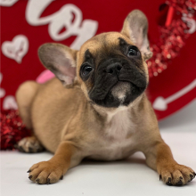 French Bulldog Puppy Fletcher
