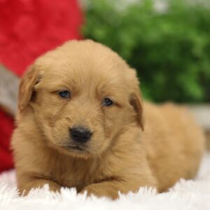 Golden Retriever Puppy Dawn