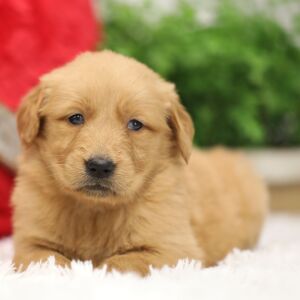 Golden Retriever Puppy Dawn