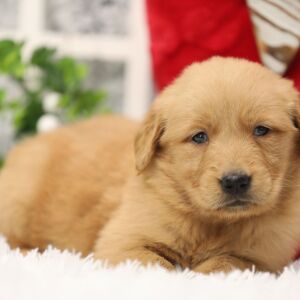 Golden Retriever Puppy Dawn