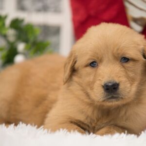 Golden Retriever Puppy Dawn
