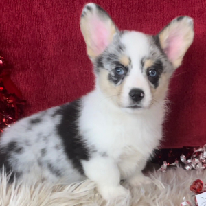 American Corgi Puppy Beau