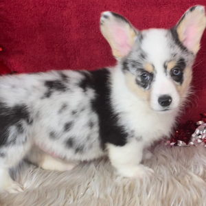 American Corgi Puppy Beau