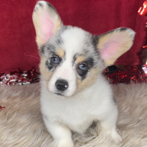 American Corgi Puppy Beau