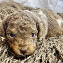 Cockapoo Puppy Belle