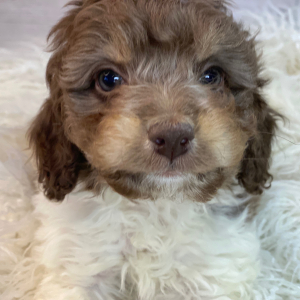 Cockapoo Puppy Belle