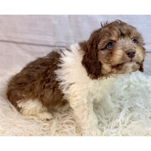 Cockapoo Puppy Belle