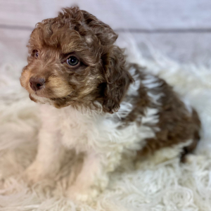 Cockapoo Puppy Belle