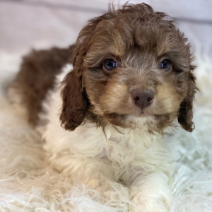 Cockapoo Puppy Belle