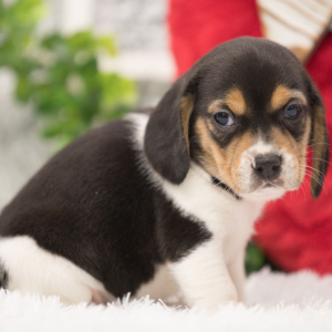 Beagle Puppy Lady