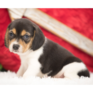 Beagle Puppy Lady