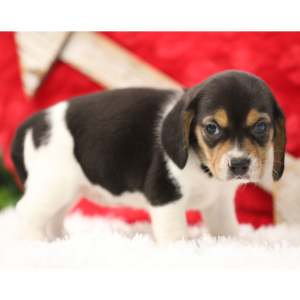 Beagle Puppy Lady