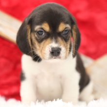Beagle Puppy Lady