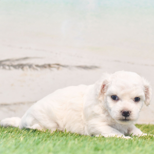Bichon Frise Puppy Pickle