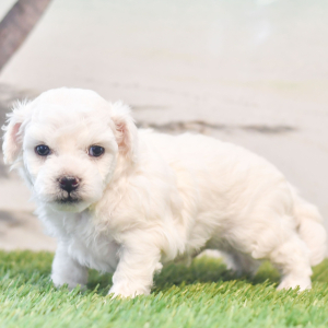 Bichon Frise Puppy Pickle