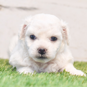 Bichon Frise Puppy Pickle