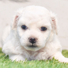 Bichon Frise Puppy Pickle