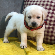 Labrador Retriever Puppy Freedom