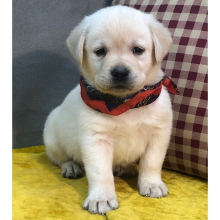 Labrador Retriever Puppy Freedom