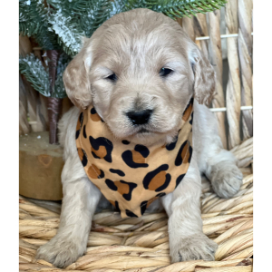 Goldendoodle Puppy Nilla