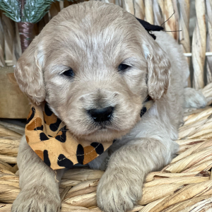 Goldendoodle Puppy Nilla