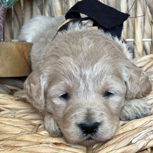 Goldendoodle Puppy Nilla