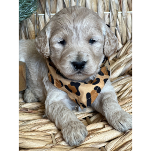 Goldendoodle Puppy Nilla