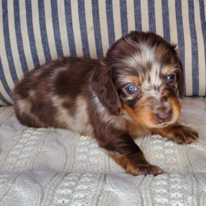 Dachshund Puppy Willa