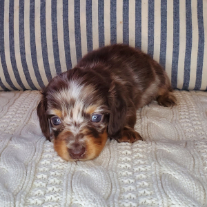 Dachshund Puppy Willa