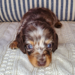 Dachshund Puppy Willa