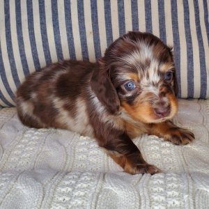 Dachshund Puppy Willa