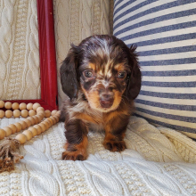 Dachshund Puppy Willa