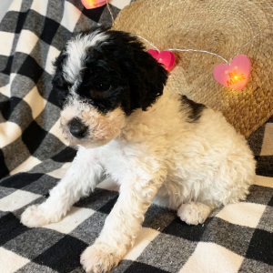 Double Doodle Puppy Fancy