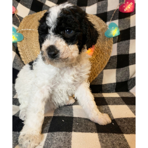 Double Doodle Puppy Fancy