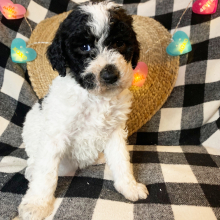 Double Doodle Puppy Fancy
