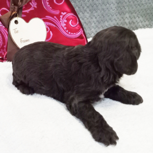 Cockapoo Puppy Gabby