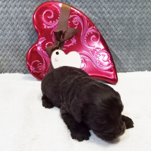 Cockapoo Puppy Gabby