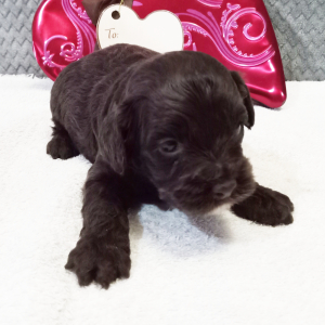 Cockapoo Puppy Gabby