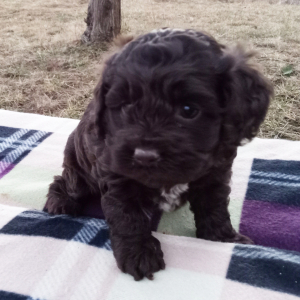 Cockapoo Puppy Gabby