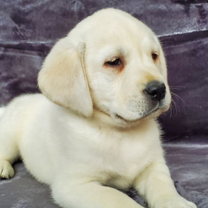 Labrador Retriever Puppy Cole