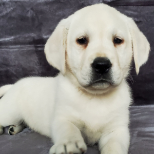 Labrador Retriever Puppy Cole