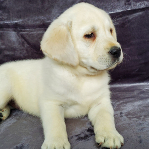 Labrador Retriever Puppy Cole