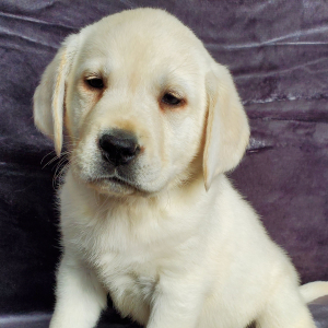 Labrador Retriever Puppy Cole