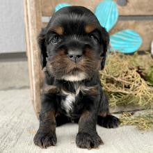 Cockapoo Puppy Susie