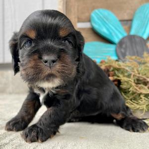 Cockapoo Puppy Susie