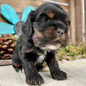 Cockapoo Puppy Susie