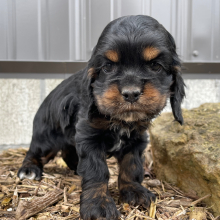 Cockapoo Puppy Susie