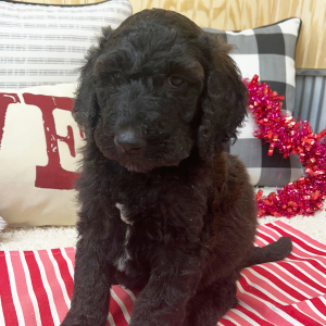 Goldendoodle Puppy Bennett