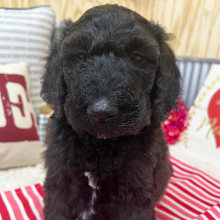 Goldendoodle Puppy Bennett