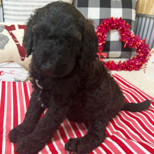 Goldendoodle Puppy Bennett
